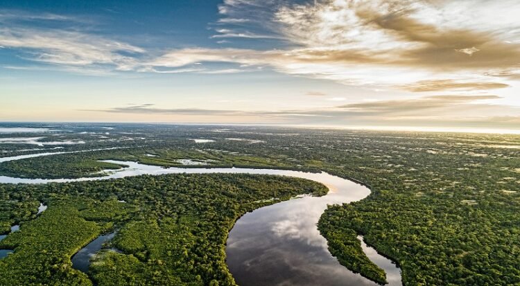 Café Virtual debate Biodiversidade na Amazônia