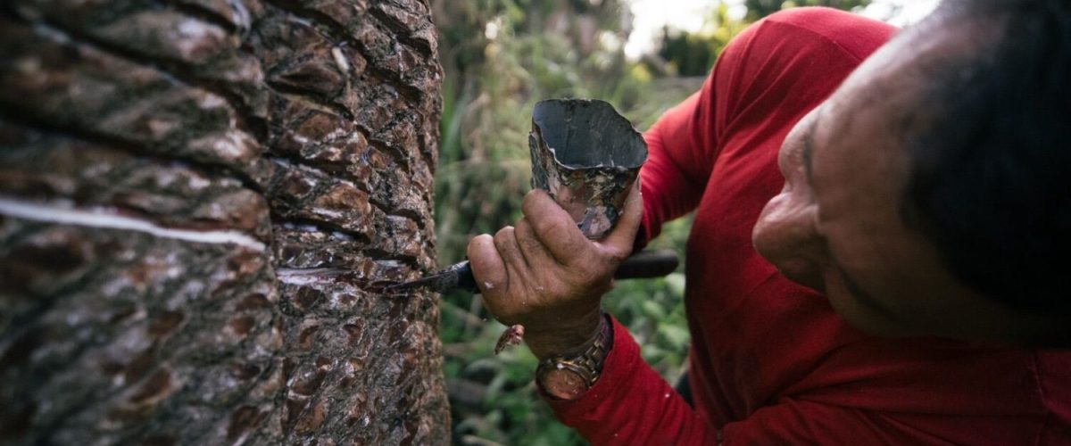 Extrativismo-da-Borracha_capa