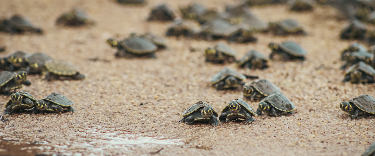 Grupo_Quelonios-MarceloRoveri