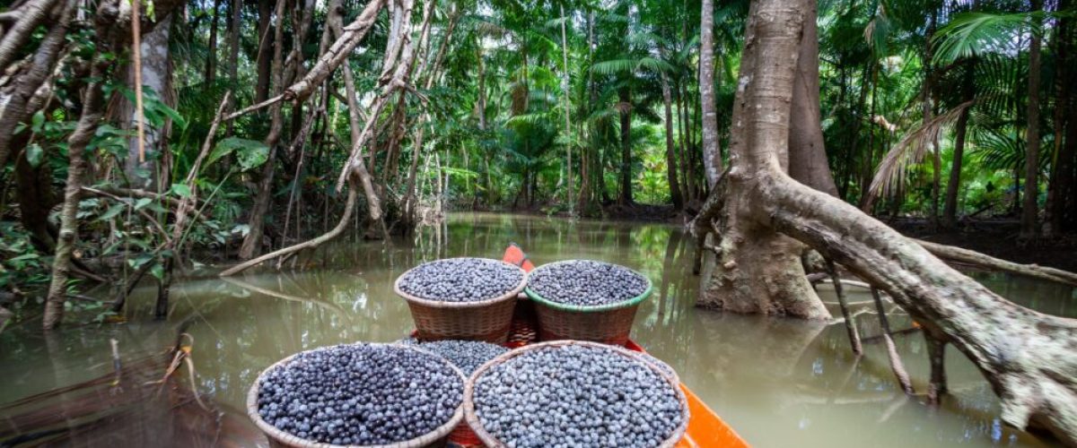 acai_amazonia