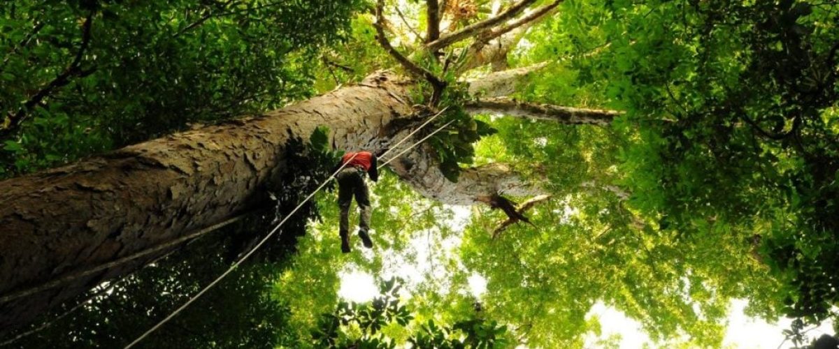 arvores-gigantes_capa